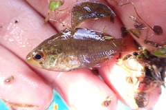 Enneacanthus gloriosus