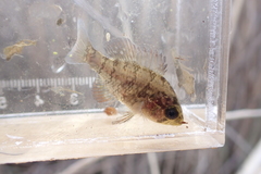 Enneacanthus gloriosus