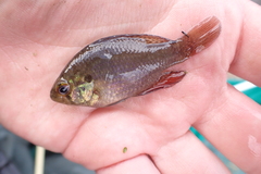 Enneacanthus gloriosus