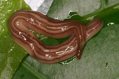 Caenoplana