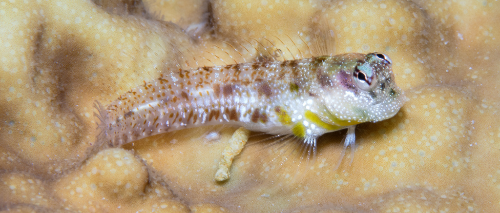 Throatspot Blenny