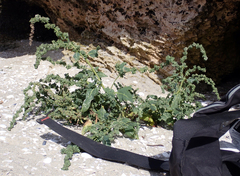 Atriplex australasica