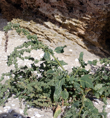 Atriplex australasica