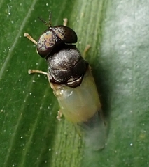 Oplodontha