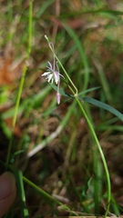 Arthropodium minus