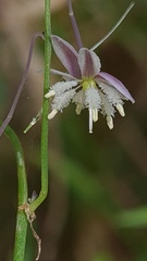Arthropodium minus