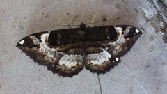 Erebus terminitincta