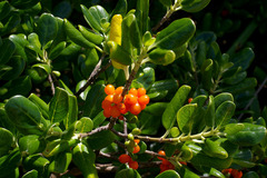 Coprosma repens