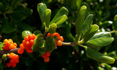 Coprosma repens