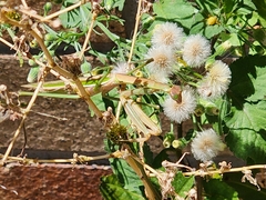 Tenodera australasiae