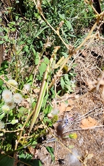 Tenodera australasiae