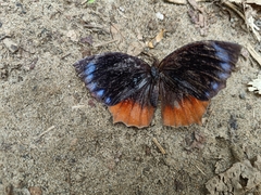 Elymnias hypermnestra