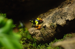 Mantella baroni