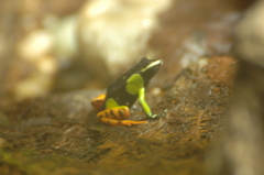 Mantella baroni