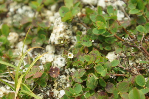 Euphrasia kisoalpina iNat (1)