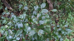 Camellia brevistyla