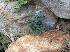 Erodium cicutarium