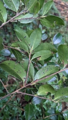 Camellia brevistyla