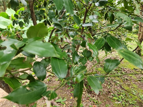 Turougwi (Cinnamomum osmophloeum)