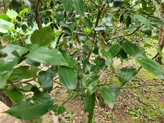 Cinnamomum osmophloeum