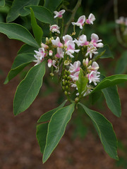 Indigofera ammoxylum