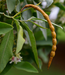 Indigofera ammoxylum