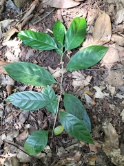Ehretia laevis