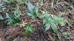 Rubus reflexus hui
