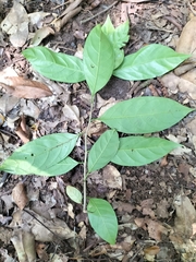 Ehretia laevis