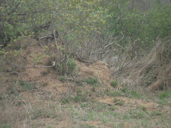 Broadleysaurus major