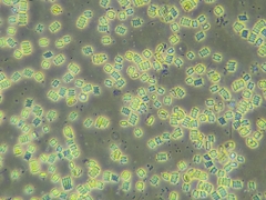 Scenedesmaceae
