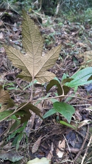Rubus reflexus hui