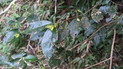 Syzygium formosanum