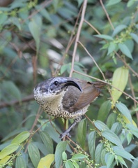Ptiloris paradiseus