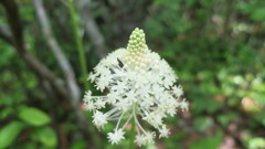Xerophyllum asphodeloides