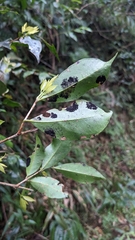 Syzygium formosanum