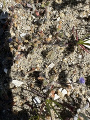 Phacelia stellaris