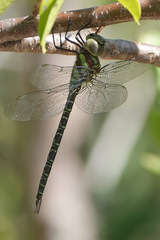Coryphaeschna ingens