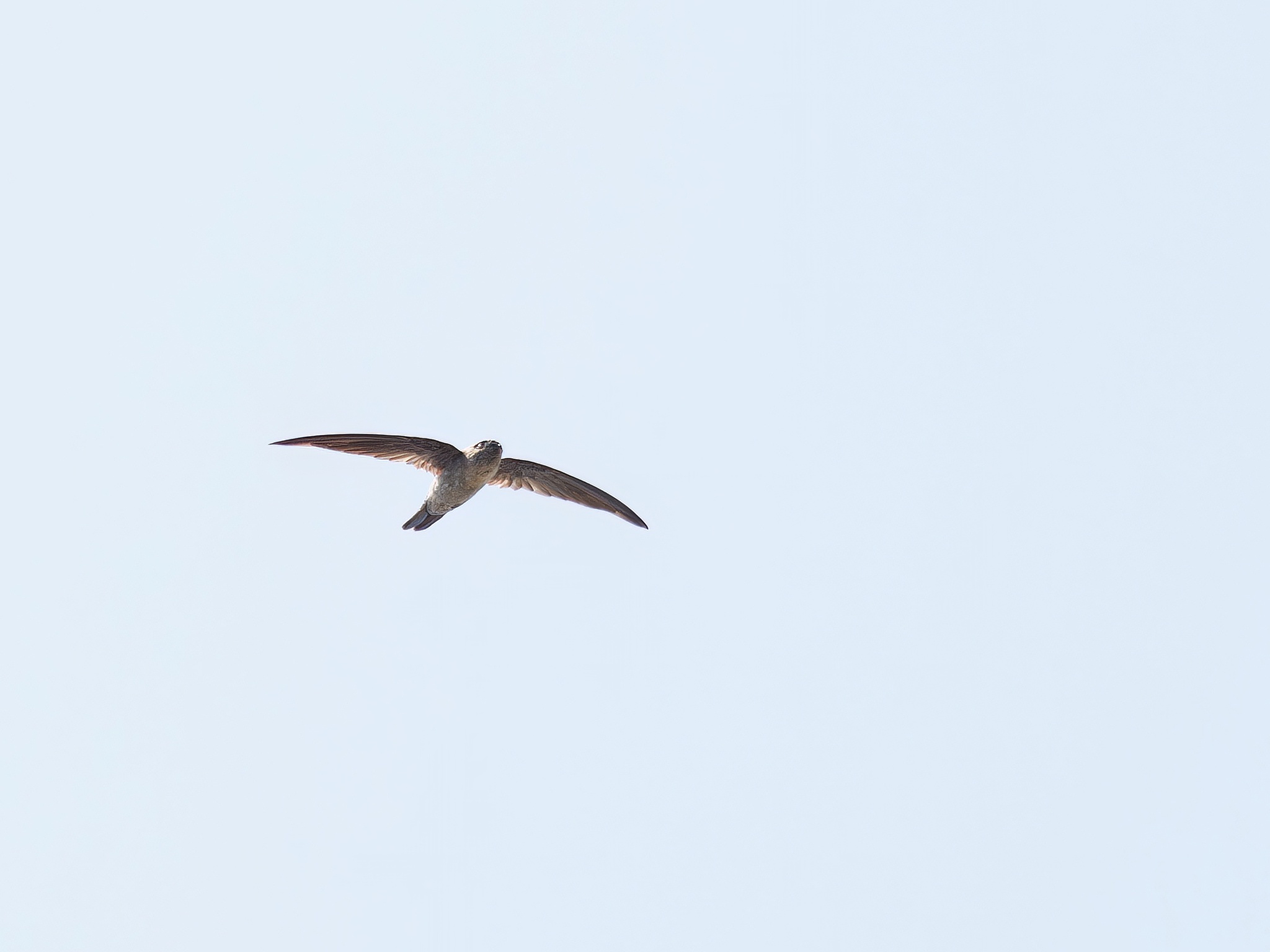 Germain's Swiftlet (Aerodramus germani)