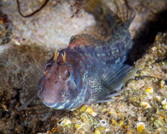 Parablennius postoculomaculatus