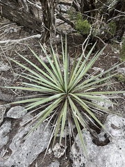 Yucca torreyi