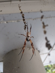 Trichonephila edulis