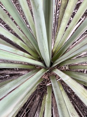 Yucca torreyi