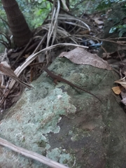 Saproscincus spectabilis