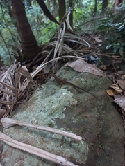 Saproscincus spectabilis