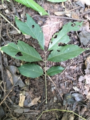 Sapindus laurifolius