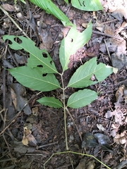 Sapindus laurifolius