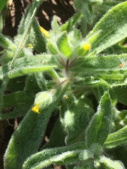 Mimetanthe pilosa