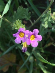 Phacelia brachyloba