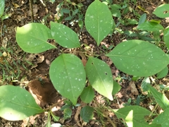 Meyna laxiflora